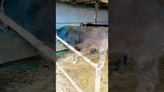 Mana buni buqa boqish deyiladi