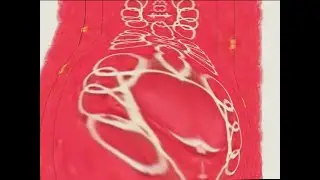 ドナルドのウワサ! +ドナルドを最終形態にまで進化させてみた [with audio effects]