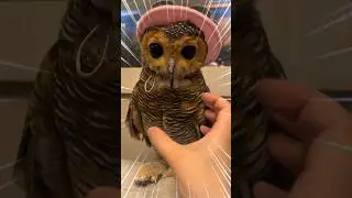 Bibib's costume is really cute‼️🦉❤️