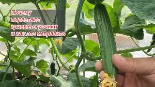 Чем подкормить огурцы, чтобы они не были кривыми!
