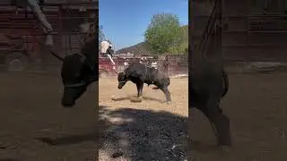 Crazy bulls👿👿#funnyvideos #funnyanimal #bull #buffalo #bison #fyp