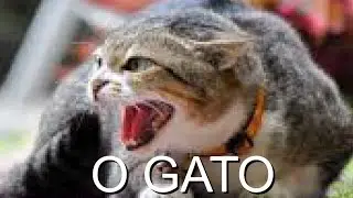 O Gato(Meme)