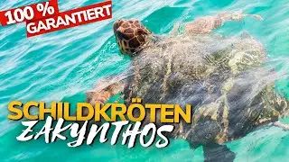 Zakynthos Schildkröten: SO findest du sie! 🐢 Die BESTEN SPOTS🏝️