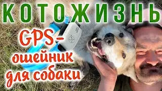 GPS-ошейник для собаки - теперь Лиса не потеряется! И другие истории! 😻КОТОЖИЗНЬ!