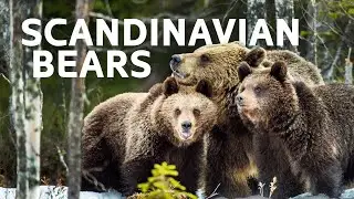 The Bear Cubs Flourishing In Scandinavia's Wilderness | Band Of Bears