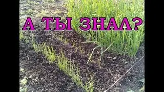 ЛУК НА ЗЕЛЕНЬ. Варианты посадки