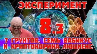 Аквариум. 7 грунтов, семь Вабикус и Криптокорина Люциенс