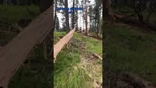 Lightning explode in this tree…￼