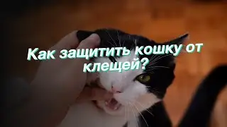 Как защитить кошку от клещей?