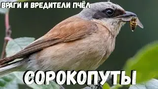 Враги пчёл СОРОКОПУТЫ