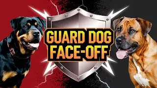 Guard Dog Face-Off: Rottweiler vs Rhodesian Ridgeback - Who’s the Ultimate Protector?
