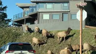 Close Encounter with Elk in Cannon Beach, Oregon