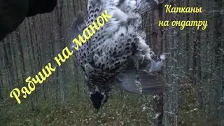 Охота на ондатру Капканами / Охота на рябчика с манком