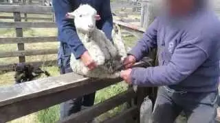 Exposed: Sheep Mutilated, Skinned Alive on Farms in the Network That Supplies Patagonia