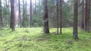 Flight Between Trees In Forest 5 - cutestockfootage.com