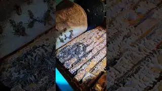 проверяю первый, большой зимовник, как зимуют пчёлы?!