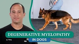 Degenerative Myelopathy in Dogs - Causes, Signs, Diagnosis and Treatment Options Explained