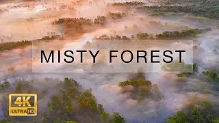 Mist over Bryansk Forest. Aerial video in 4K