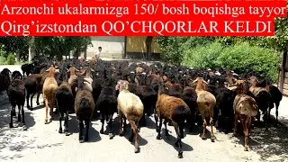 Yana Arzon NARXLARDA  QIRG’IZSTON QO’CHQORLARI KELDI boqishga tayyor tezda keling