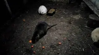 Лакомство для нутрий! Какое?