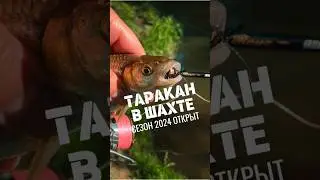 ТАРАКАНИНГ | ОТКРЫТИЕ СЕЗОНА 2024 🎣 #голавль #тараканинг #рыбалка #ловляголавля #приманки #notobug