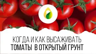 🍅Когда и как высаживать ТОМАТЫ в открытый грунт🍅