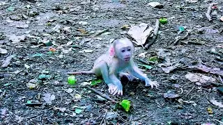 I/nnocent Baby Monkey Left Without N/ourishment by Mother