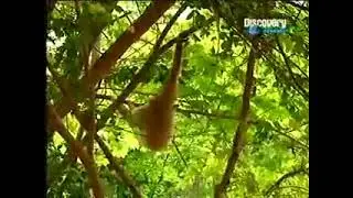 ЗООПАРК❗❗❗ СЛЕЖКА ЗА ЖИЗНЬЮ ДИКИХ ЖИВОТНЫХ