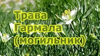 Могильник-трава Гармала обыкновенная - лечебные свойства растения, рецепт настойки, применение.