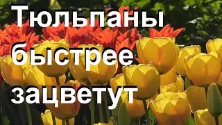 Когда сажать тюльпаны лучше всего. Сроки, правила и тонкости