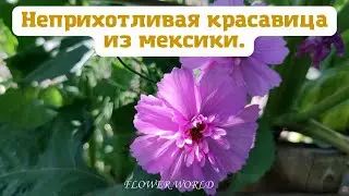 Неприхотливая красавица из мексики - Космея.💐