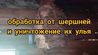 Обработка от шершней и уничтожение их улья.