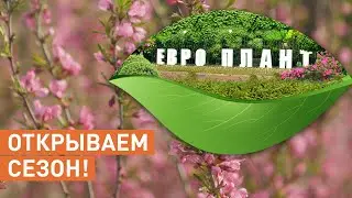 ЕВРО ПЛАНТ открывает сезон! Новый ассортимент растений, видео репортаж из садового центра