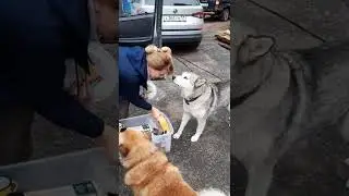 БамбрОля. Поющий пёс.
