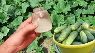 ПОЛЕЙТЕ ЭТИМ ОГУРЦЫ И УРОЖАЙ БУДЕТ ОГРОМНЫЙ! ОГУРЦЫ ПРУТ ВЁДРАМИ!