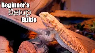 Bearded Dragon Setup Guide 2023