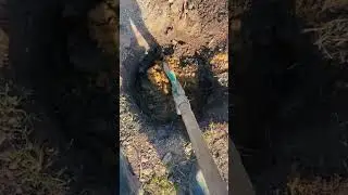 Посадка сосны обыкновенной🌲#сосна #посадкасосны #хвойныедеревья