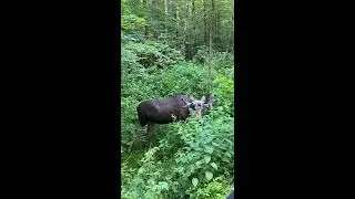Лось вышел к людям из леса на востоке Москвы