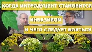 Борщевик, золотарник, клён ясенелистный и другие