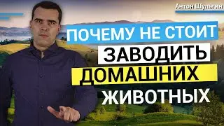 Почему не стоит заводить домашних животных? Узнай 5 причин и подумай