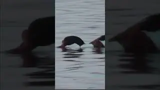 Хозяева озера у моря. КРЫМ