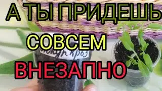 НЕ выходят семена ТОМАТОВ.Пробуждение СТАРЫХ семян.Где гарантия УРОЖАЯ? Проект РЕЗАНКИ.Посевная 2022