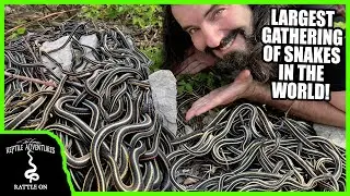 SURROUNDED BY THOUSANDS OF SNAKES! (Return to the Narcisse Snake Dens)