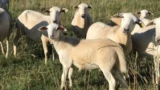 F1 & F2 Australian White Ewe Lambs FOR SALE | These girls won’t last long!