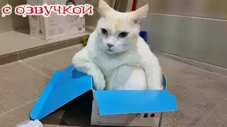 Приколы с котами! Самые смешные животные! С ОЗВУЧКОЙ! ДО СЛЕЗ!!