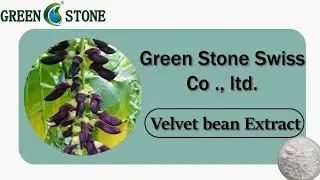 where to Buy Velvet bean Extract/Mucuna Pruriens Extract for body building–from Green Stone.