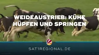 Weideaustrieb im Kreis Segeberg: Wenn Kühe vor Freude hüpfen und springen