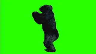 Big gorilla beats his chest 2 🦍| green screen | footage | Animation | Download | №307