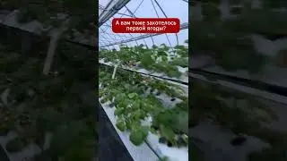 Удивительно. Беларусы начали сбор первого урожая 