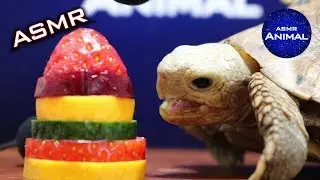 ASMR EATING FRUIT 🐢 Turtle Tortoise 39